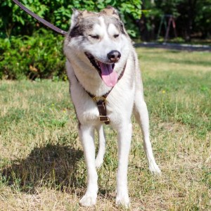 Шлейка из коричневой кожи для дрессировки лайки «Daily Walk»